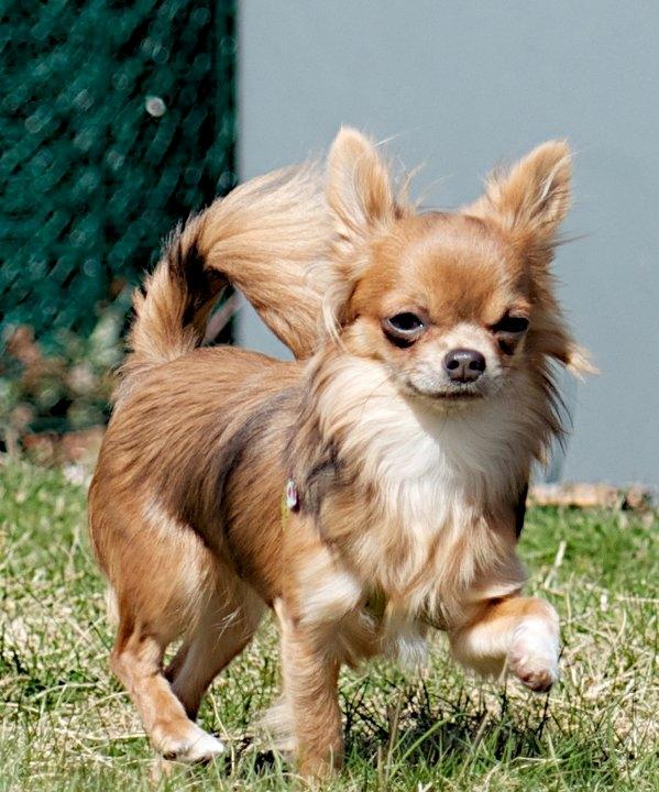 Chihuahua Rotten Rita - Min mor, Tikus Le Velour Bleu billede 14
