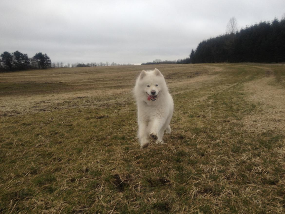 Samojedhund Cosmo - Cosmo på marken :D - Glad dreng....:) billede 14