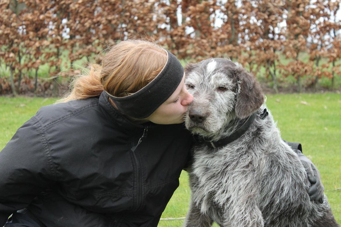 Ruhåret hønsehund Sargo - Den sidste dag, med min søde hund<3
Jeg vil altid elske dig Sargo<3 billede 1