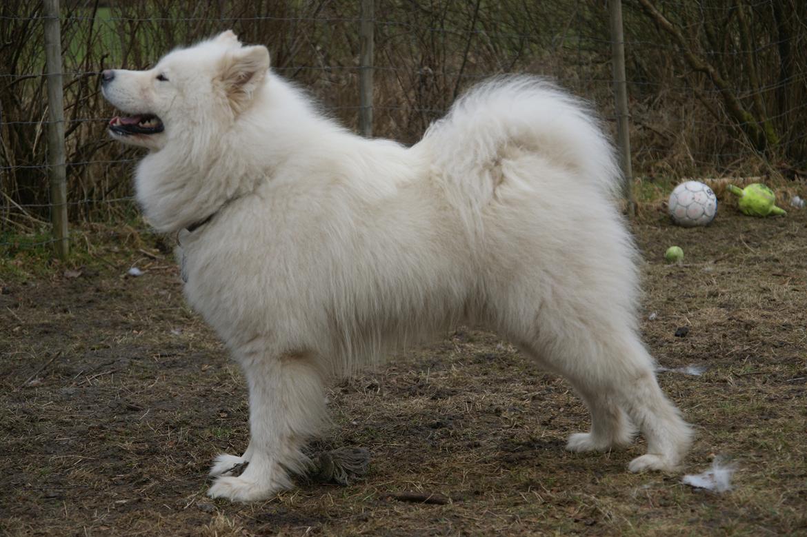 Samojedhund Cosmo billede 15