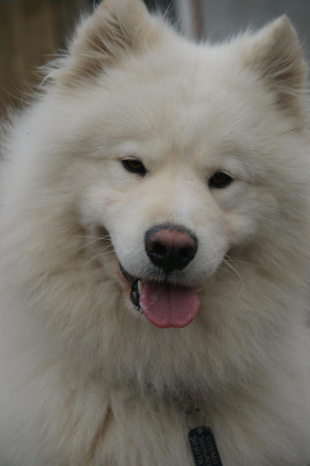 Samojedhund Cosmo billede 16