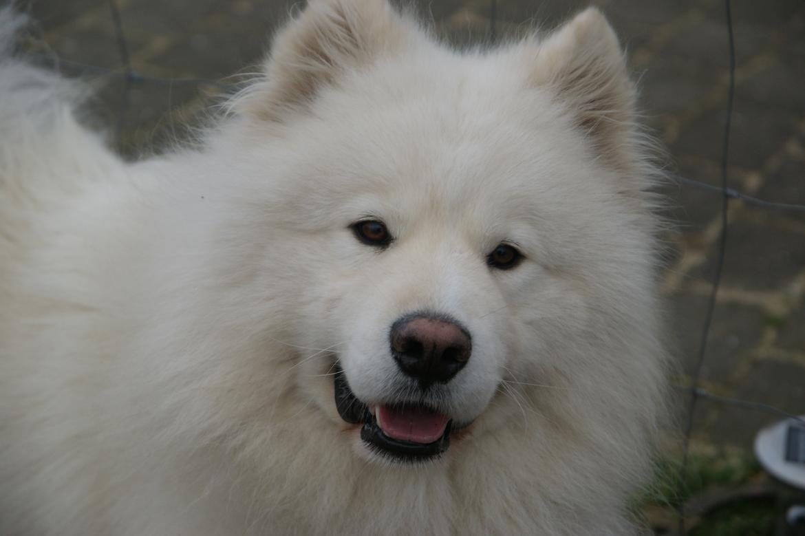 Samojedhund Cosmo billede 17