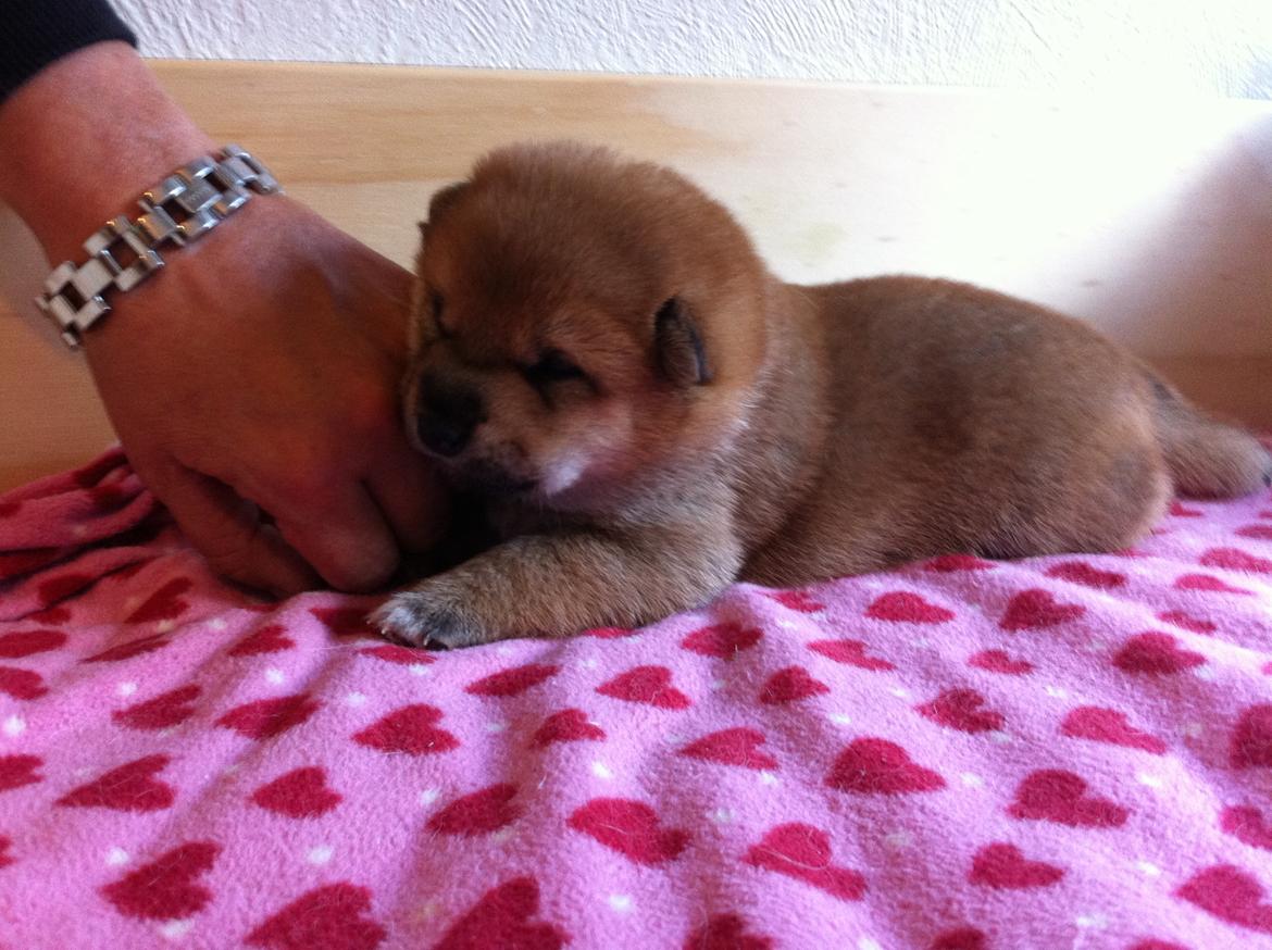 Shiba Taiko billede 1