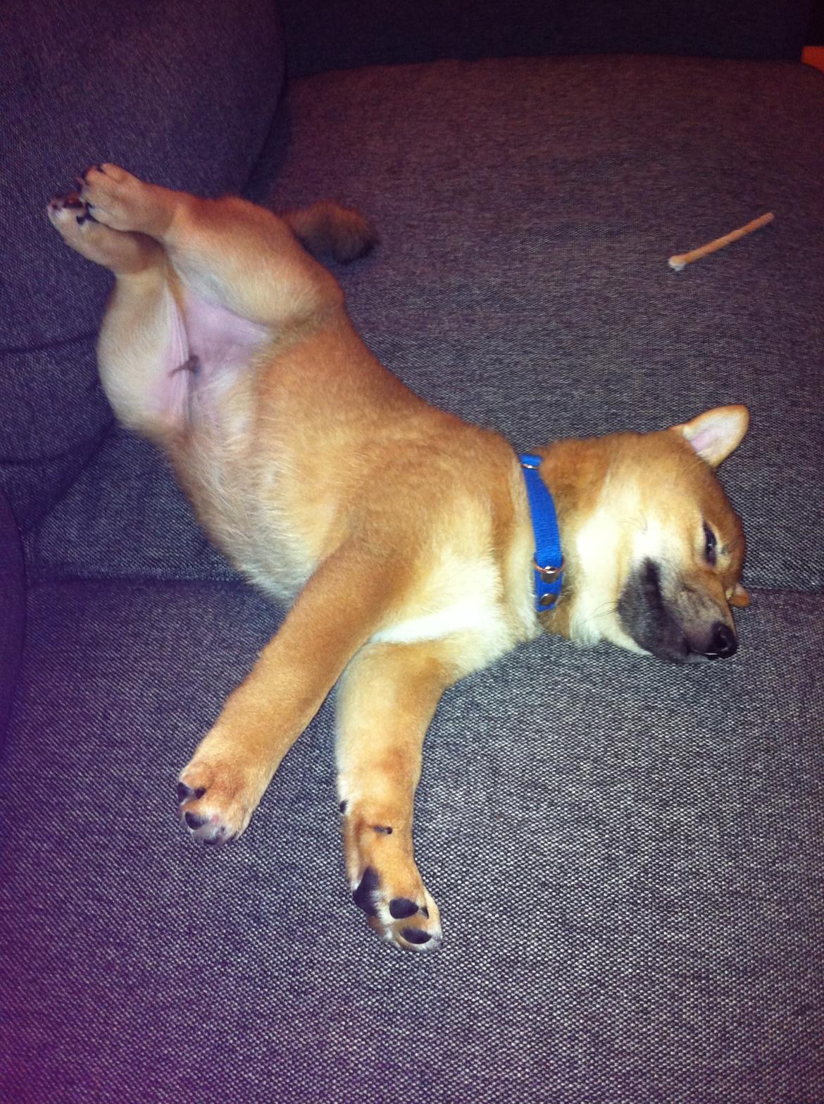 Shiba Taiko billede 5