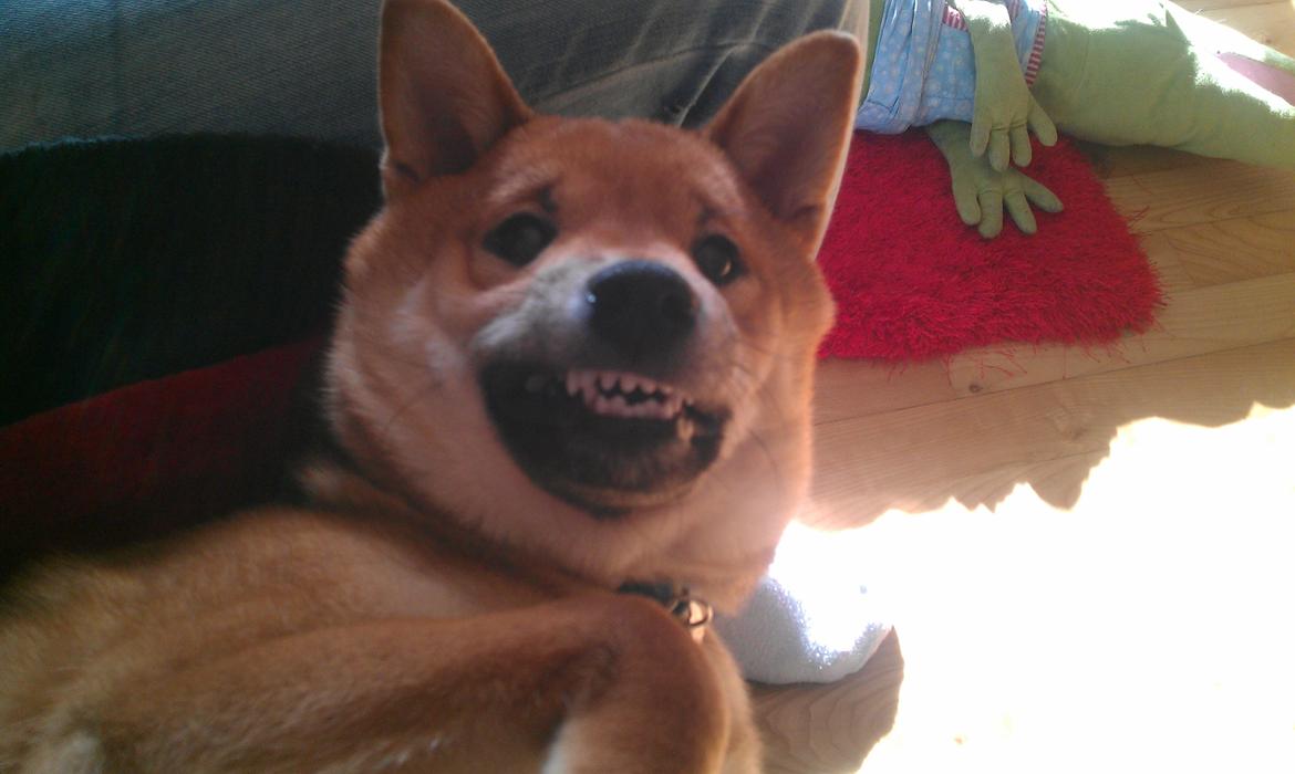 Shiba Taiko billede 9