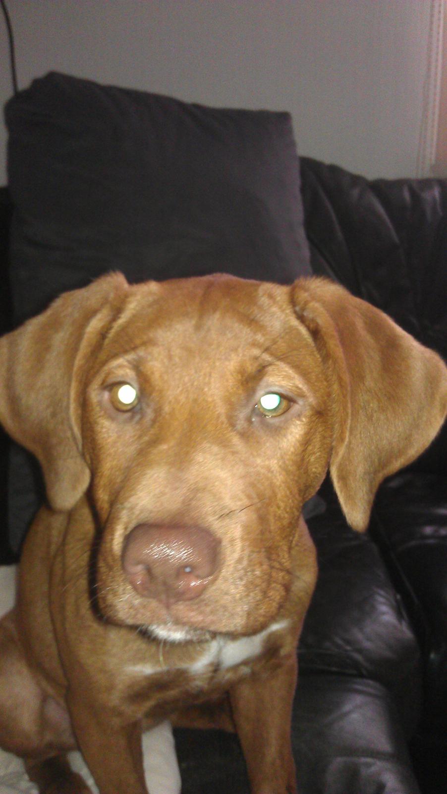 Blanding af racer Sacha billede 1