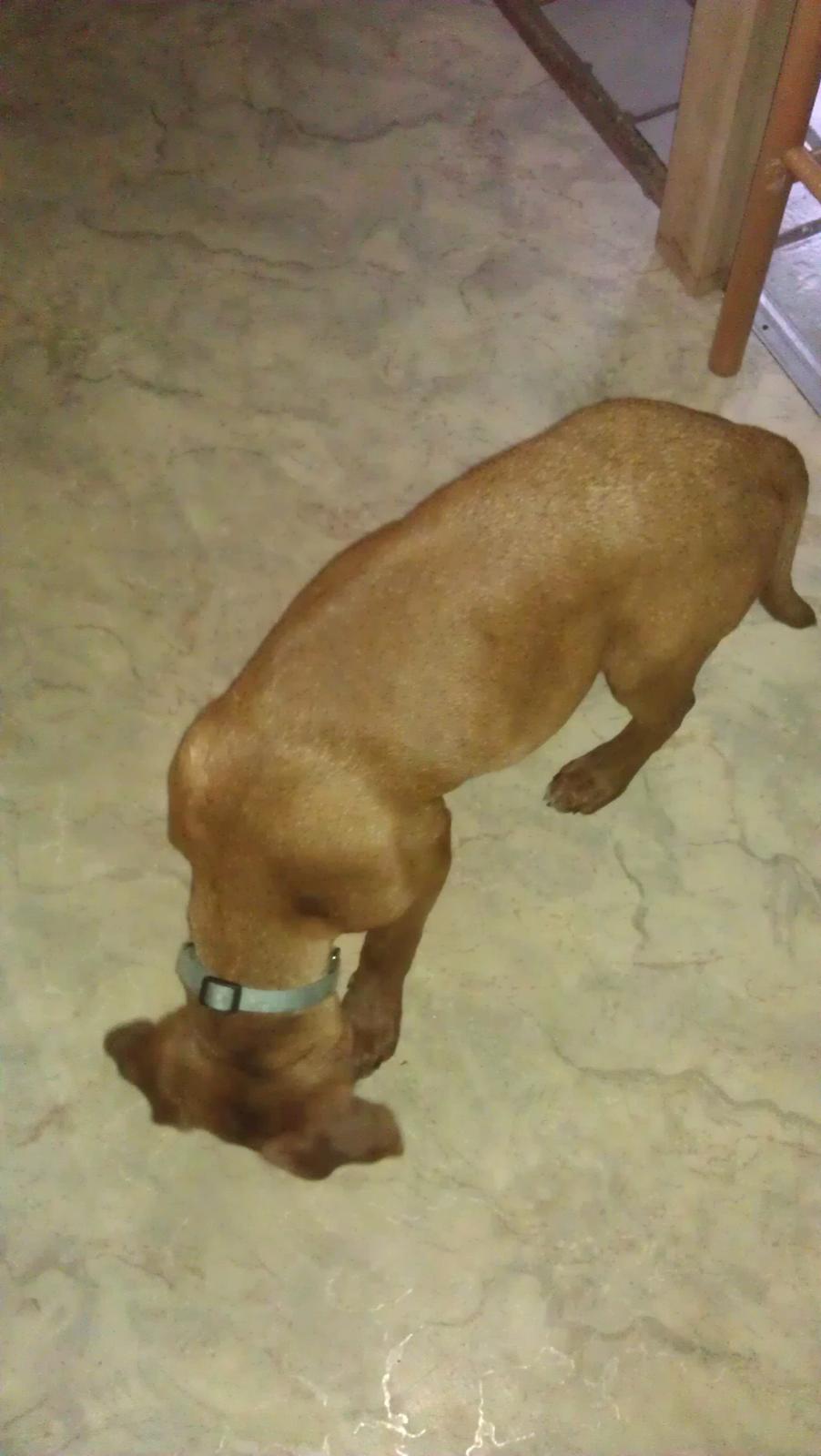 Blanding af racer Sacha billede 2