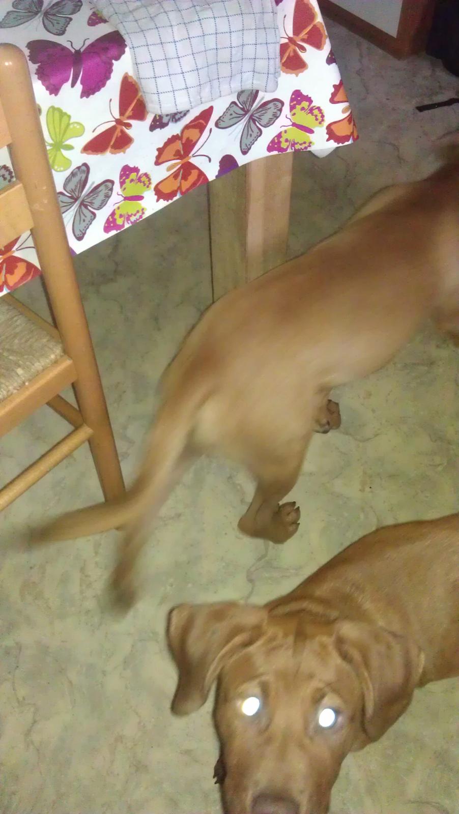 Blanding af racer Sacha billede 3