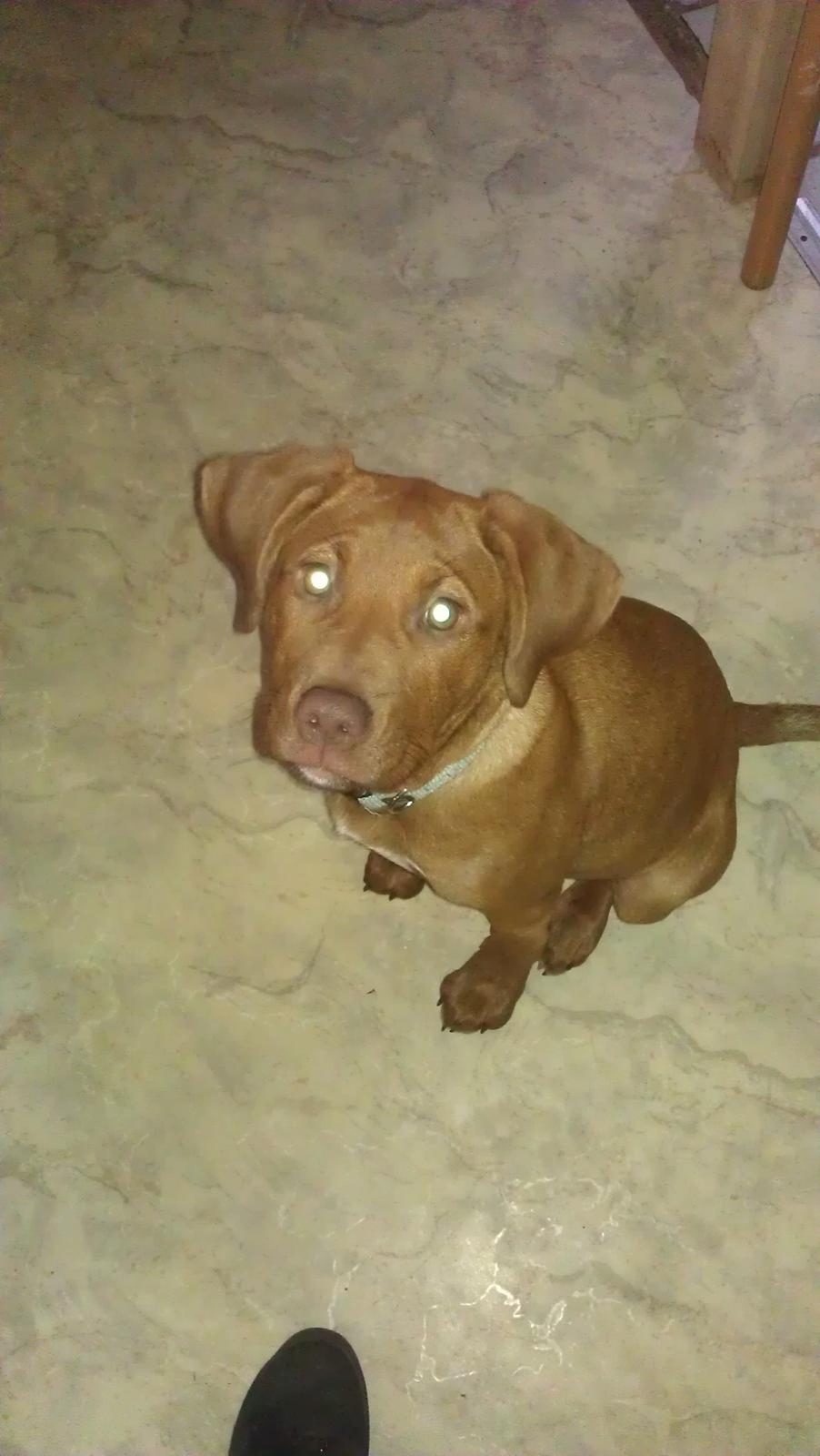 Blanding af racer Sacha billede 4