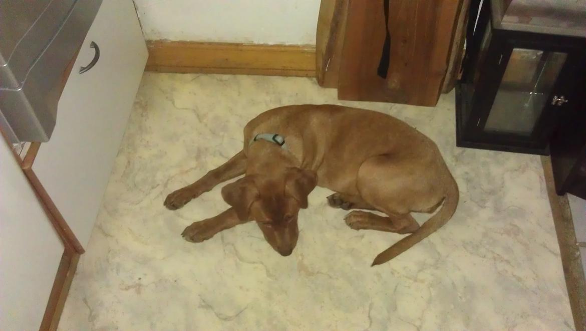 Blanding af racer Sacha billede 5