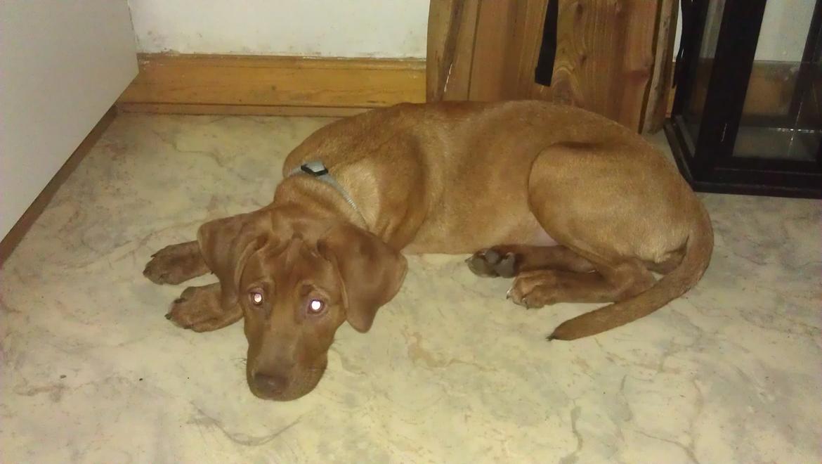 Blanding af racer Sacha billede 6