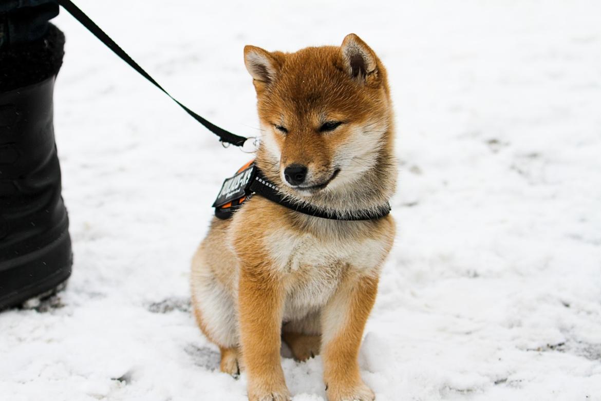 Shiba Aikou - til hvalpetræning billede 2