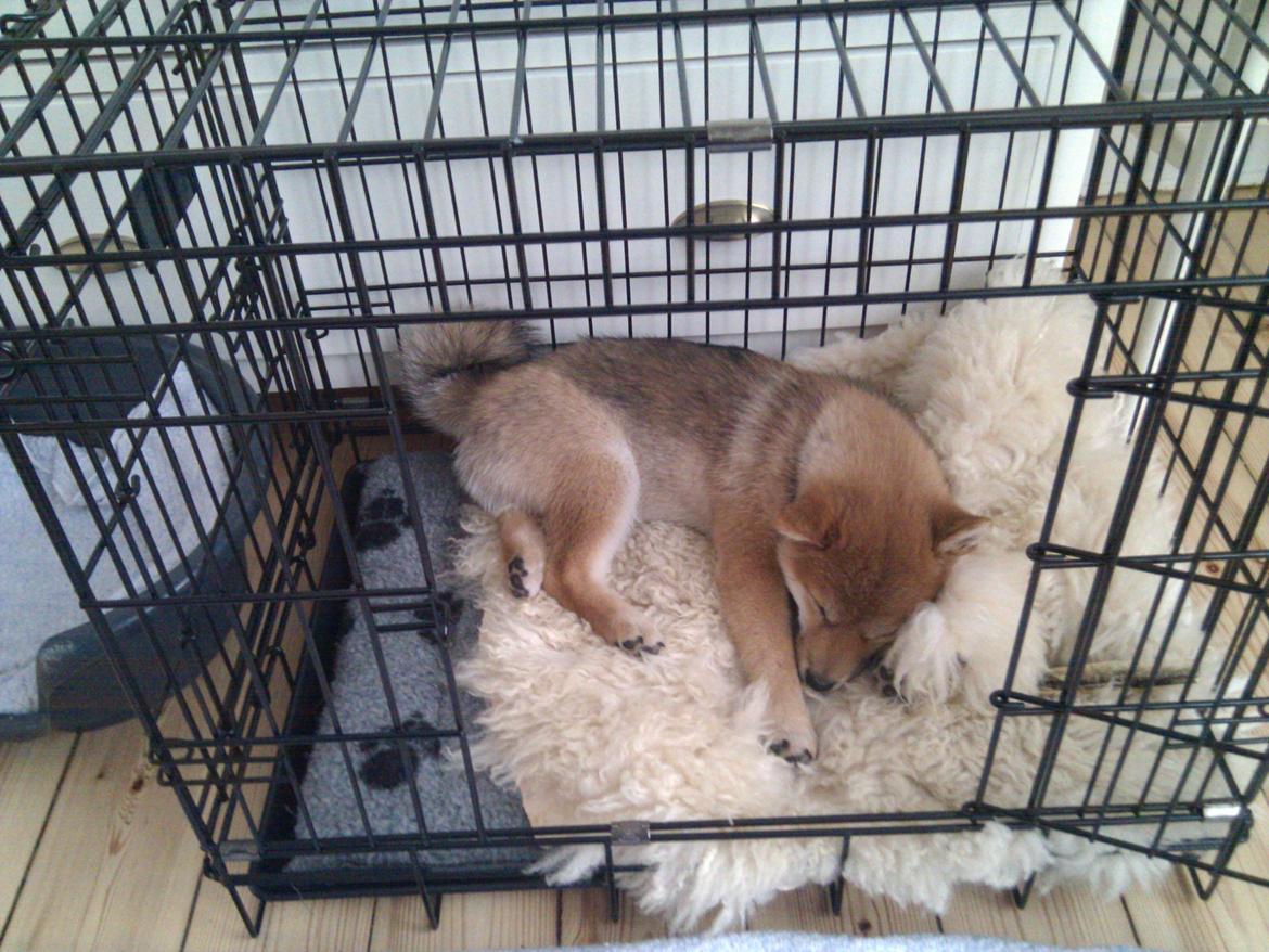 Shiba Aikou - Gået kold på sit elskede lammetæppe billede 3