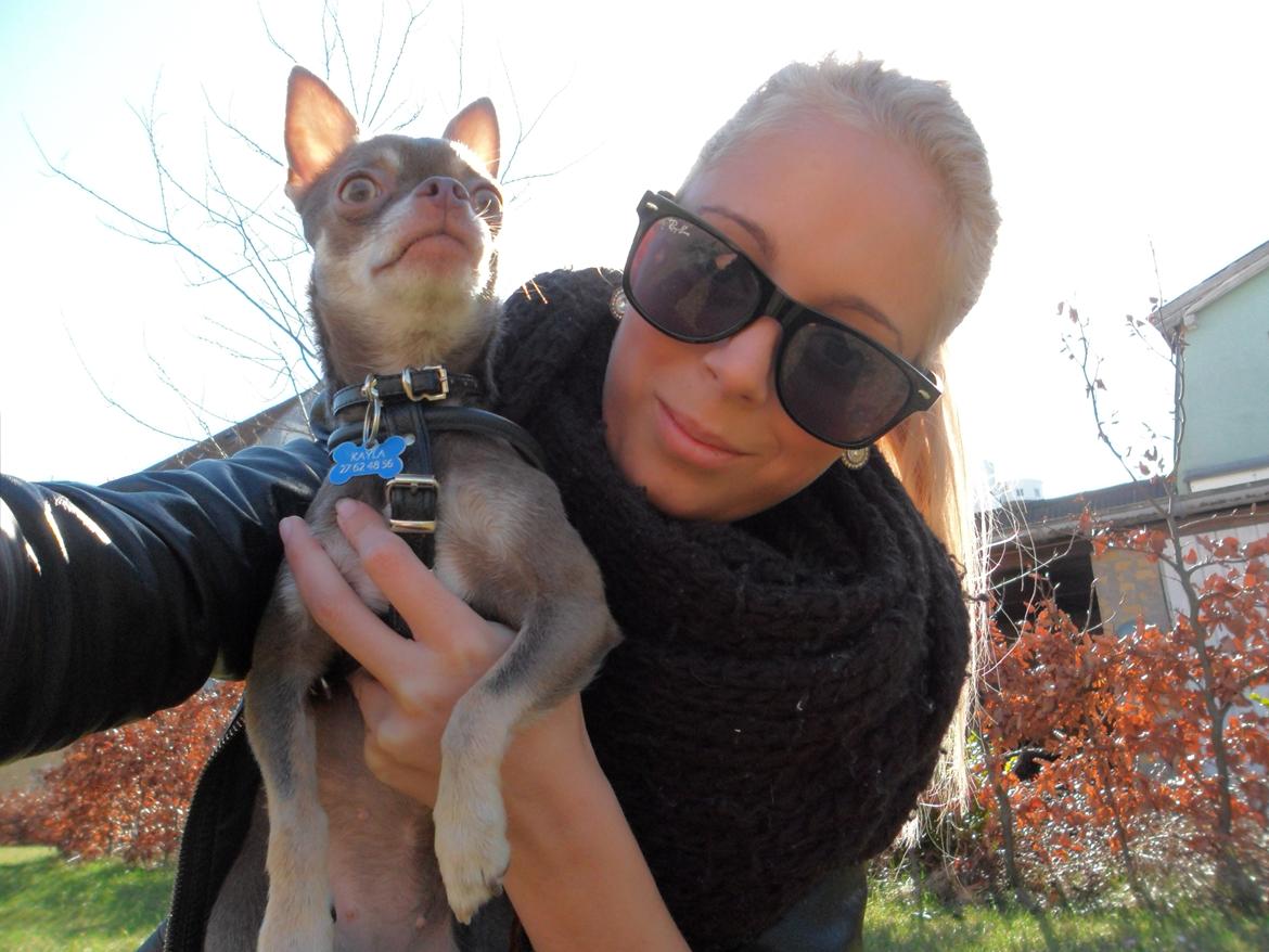 Chihuahua Kayla billede 5