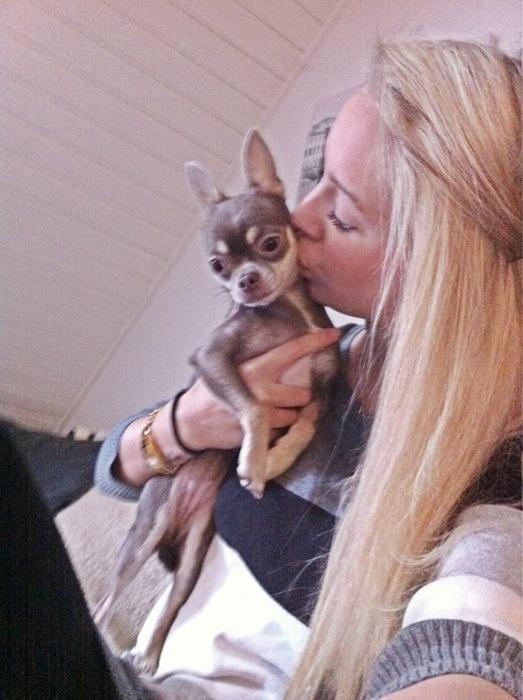 Chihuahua Kayla billede 6