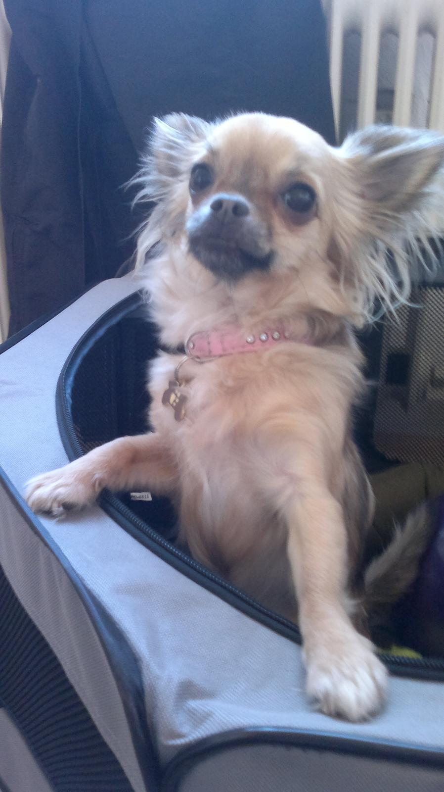 Chihuahua Trille billede 6