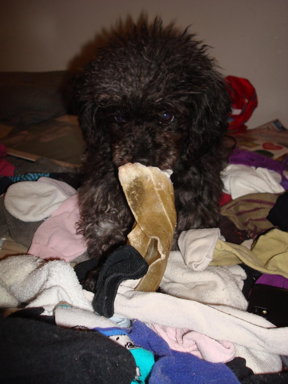 Blanding af racer "Græske" Rita billede 1