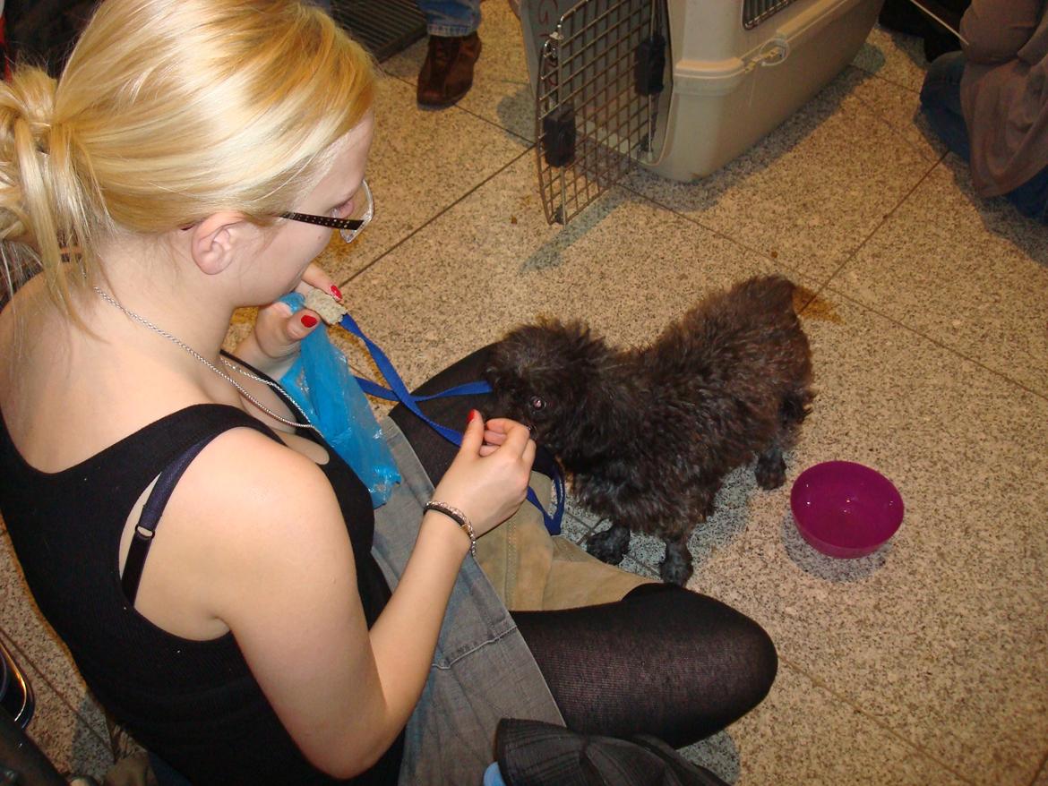 Blanding af racer "Græske" Rita billede 2