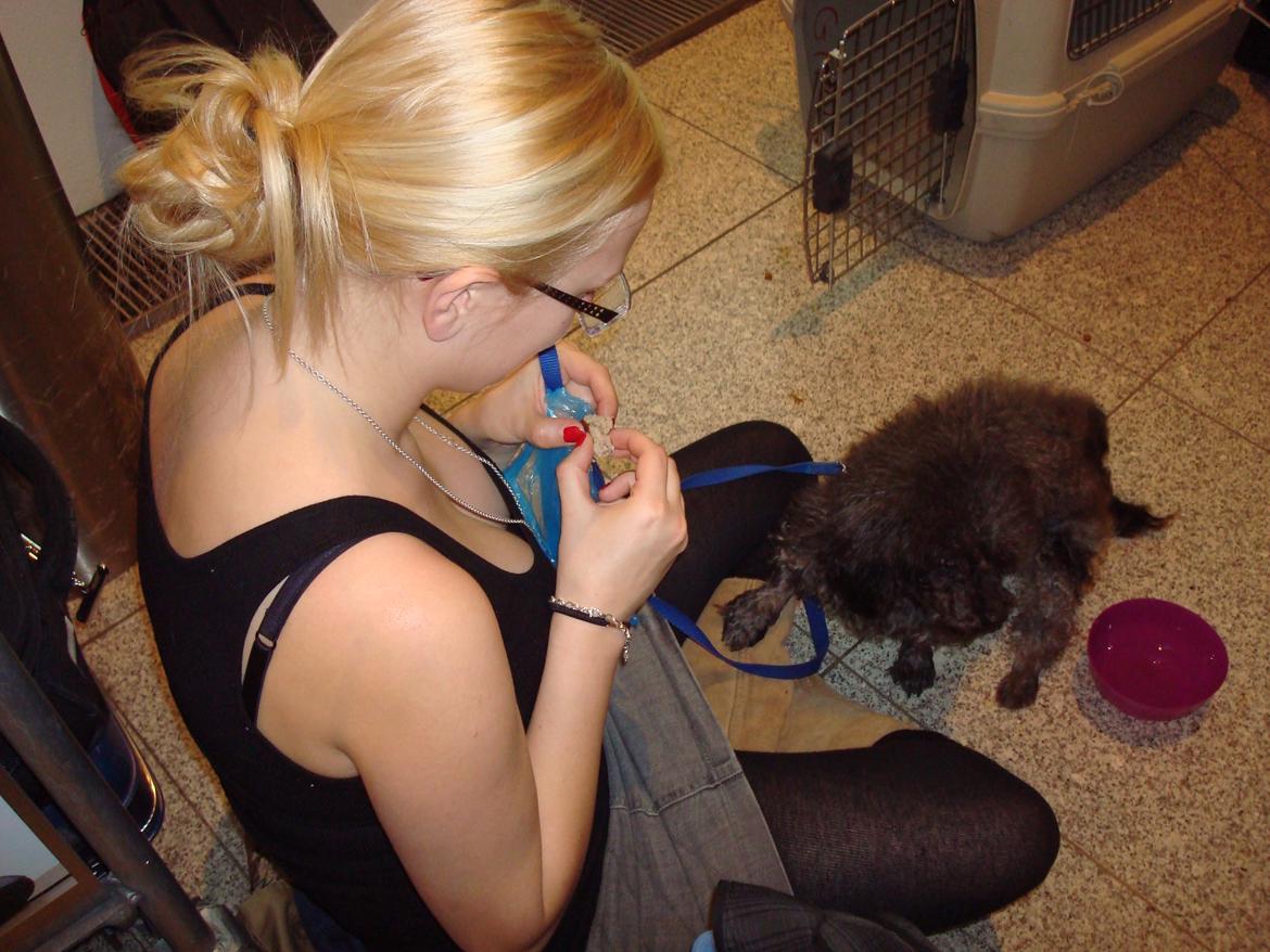 Blanding af racer "Græske" Rita billede 3