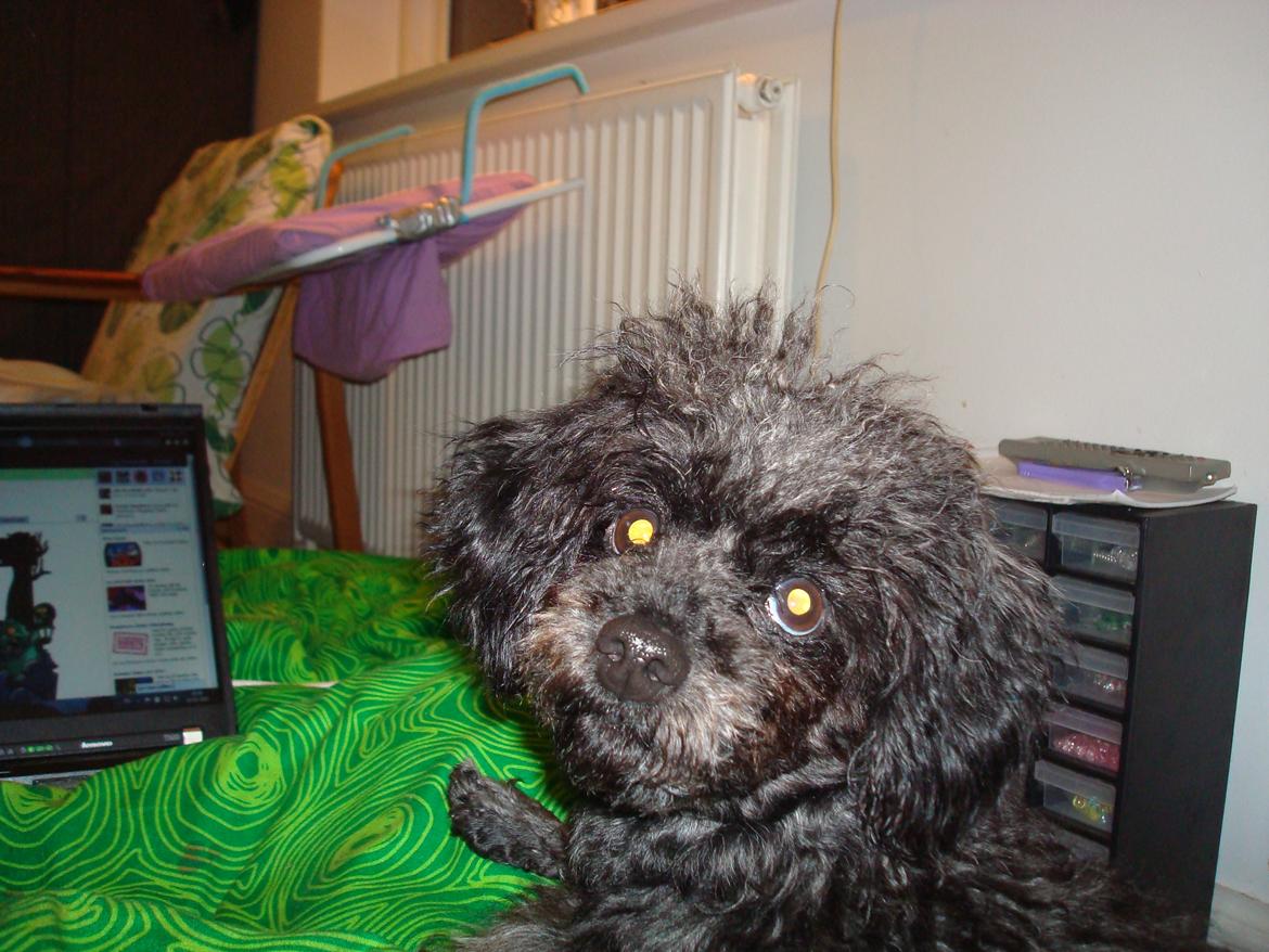 Blanding af racer "Græske" Rita billede 4