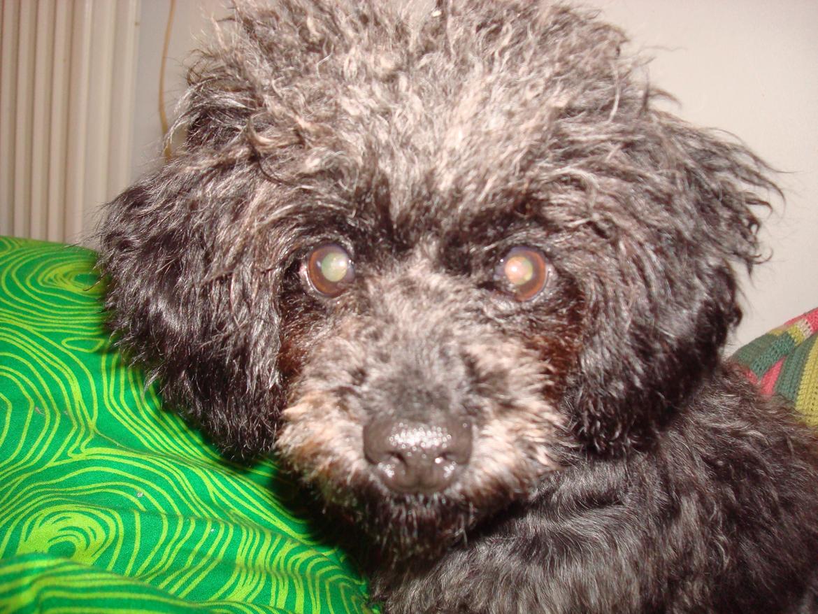 Blanding af racer "Græske" Rita billede 5