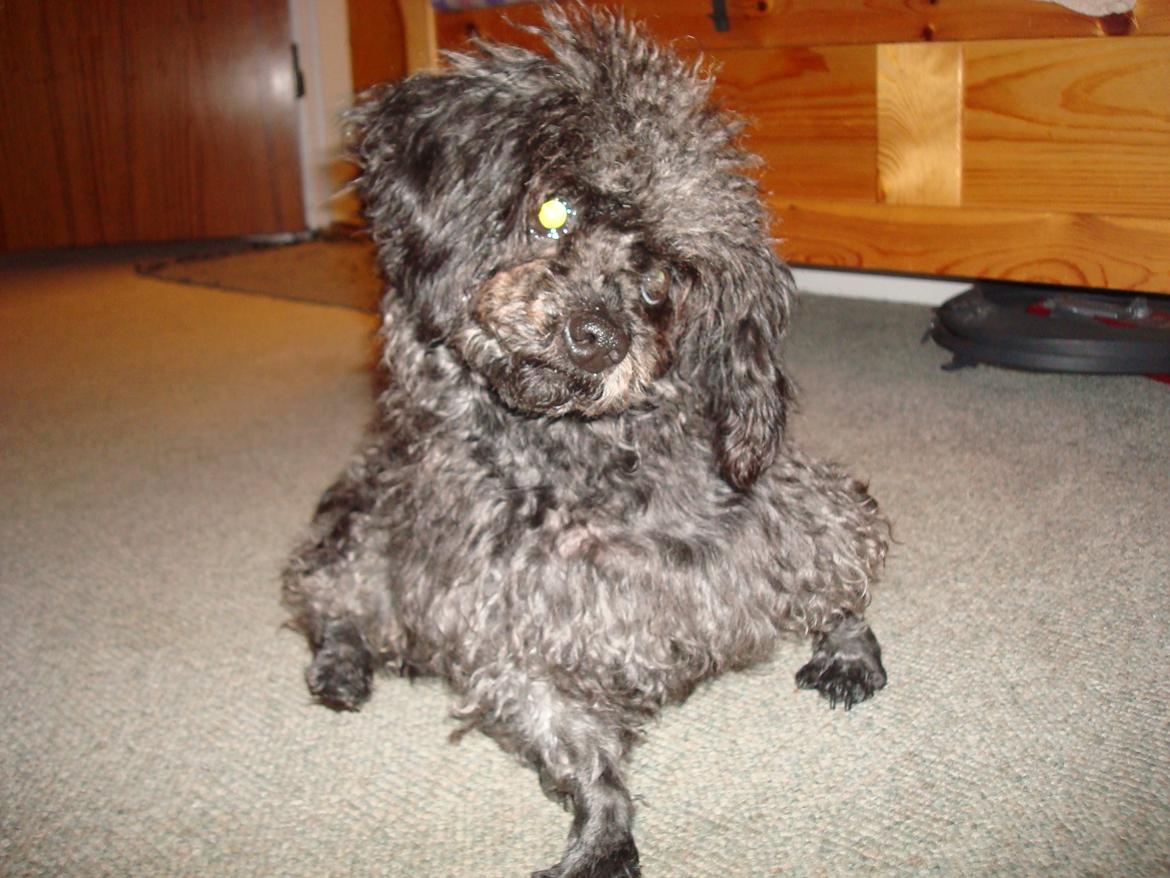 Blanding af racer "Græske" Rita billede 6