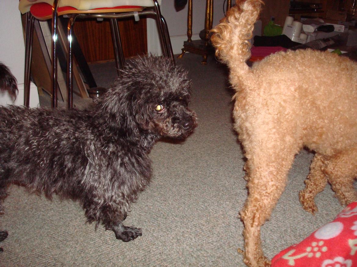 Blanding af racer "Græske" Rita billede 7