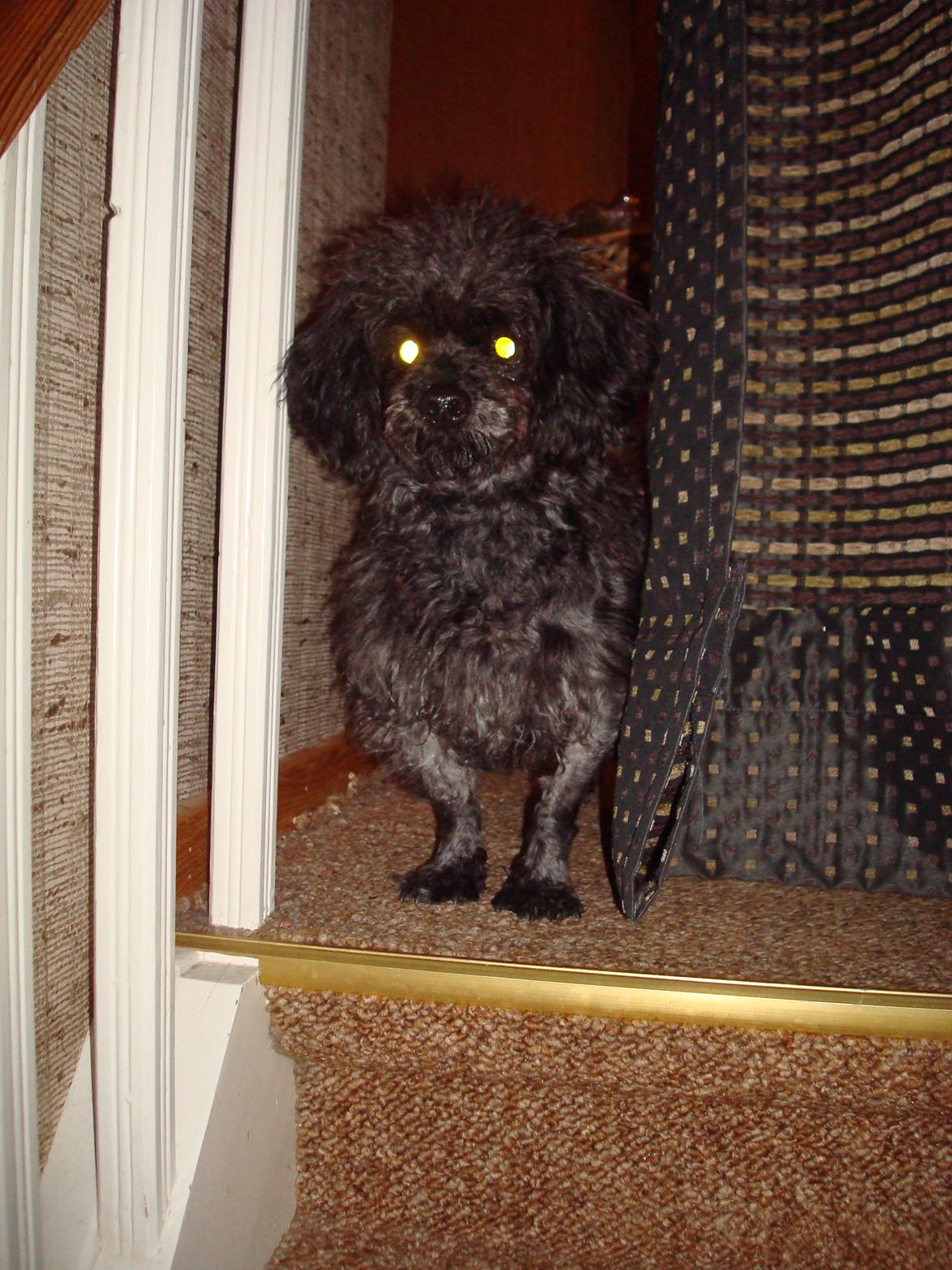 Blanding af racer "Græske" Rita billede 8