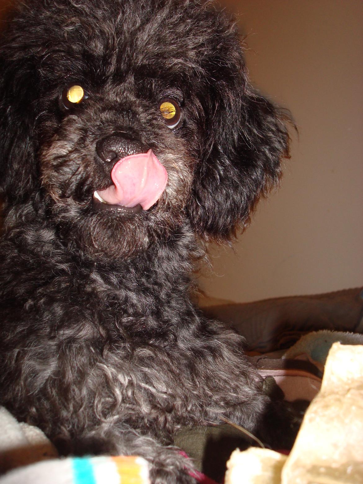 Blanding af racer "Græske" Rita billede 9