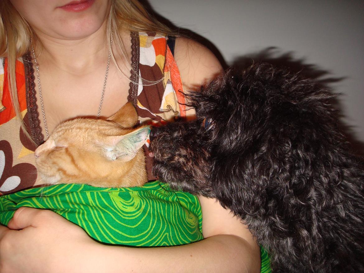 Blanding af racer "Græske" Rita billede 10