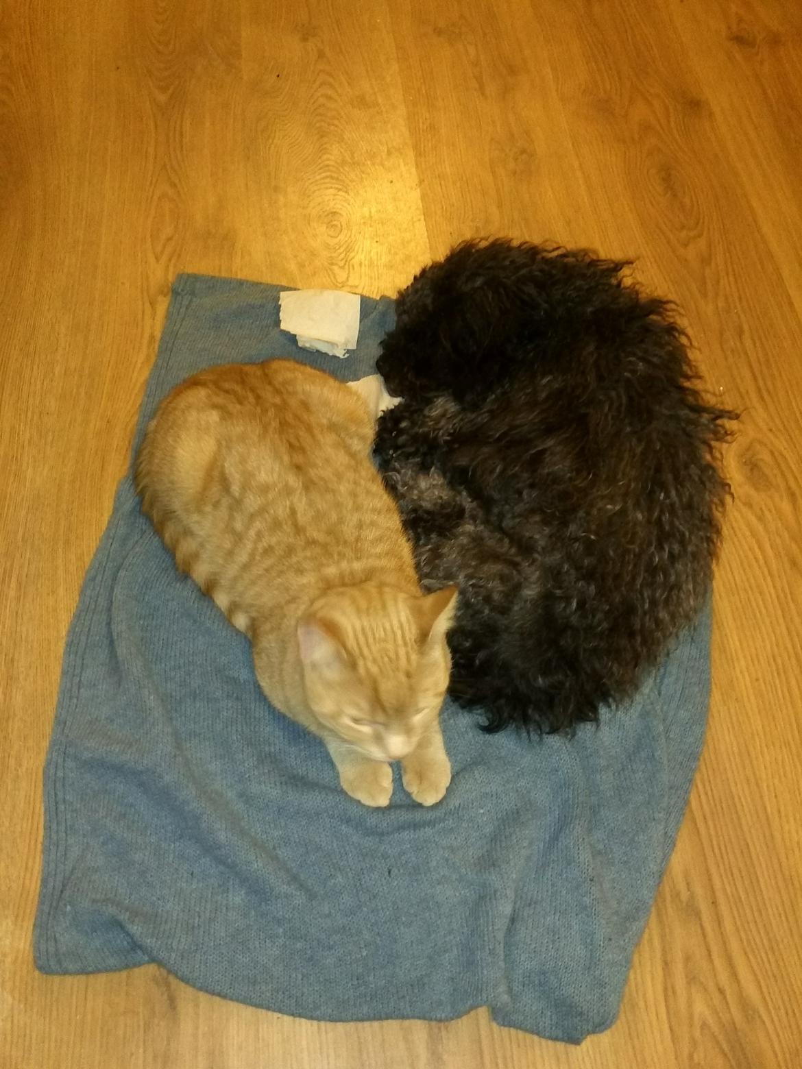 Blanding af racer "Græske" Rita billede 11