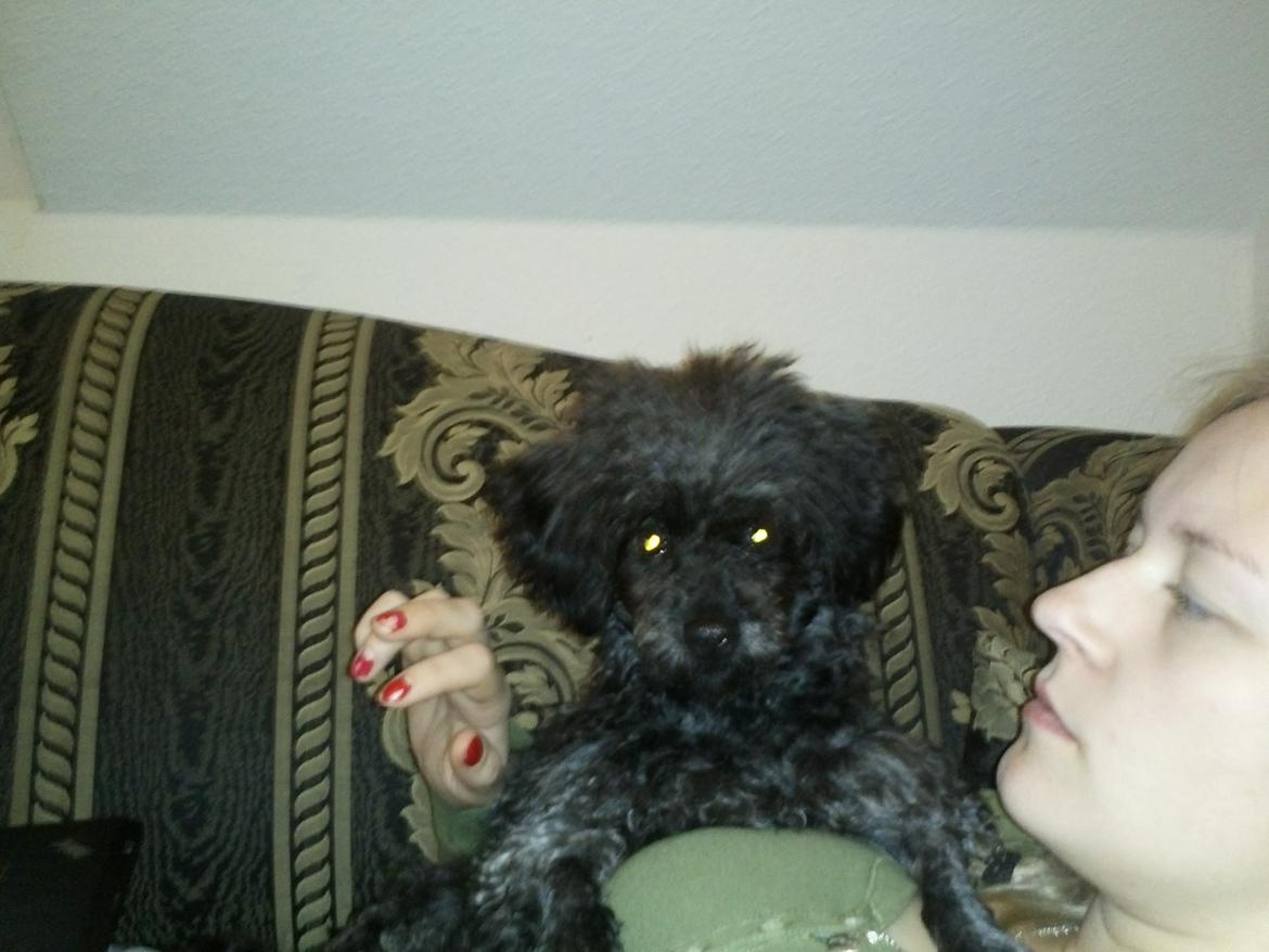 Blanding af racer "Græske" Rita billede 12