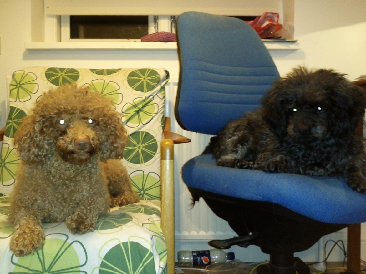 Blanding af racer "Græske" Rita billede 13