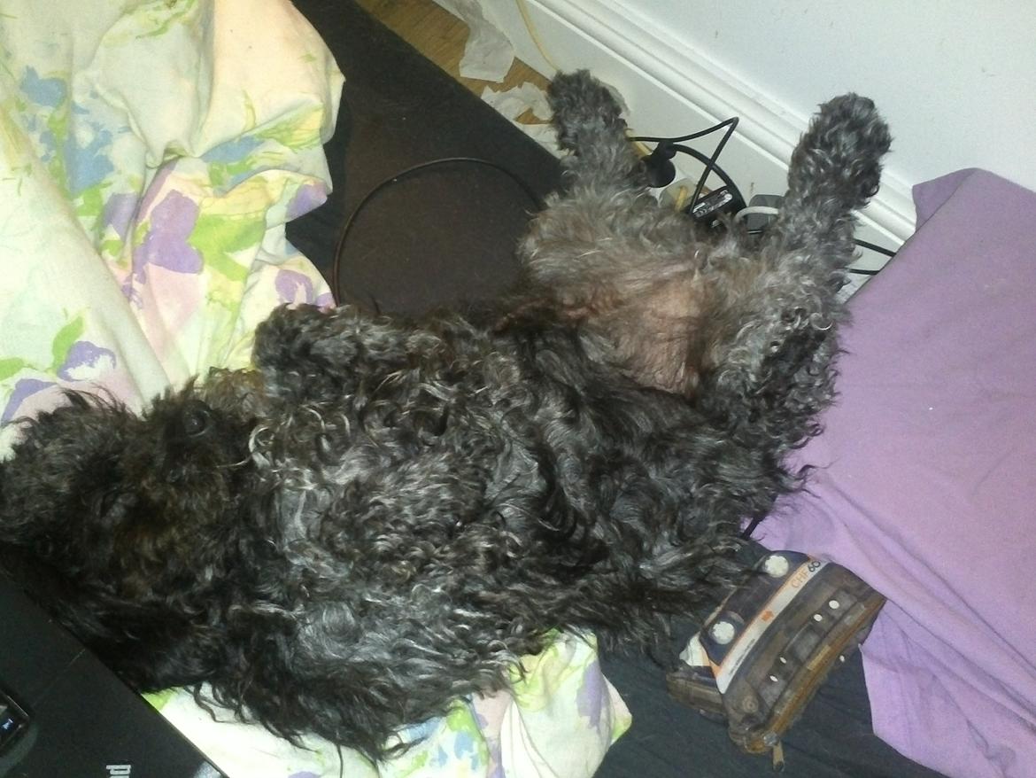 Blanding af racer "Græske" Rita billede 14