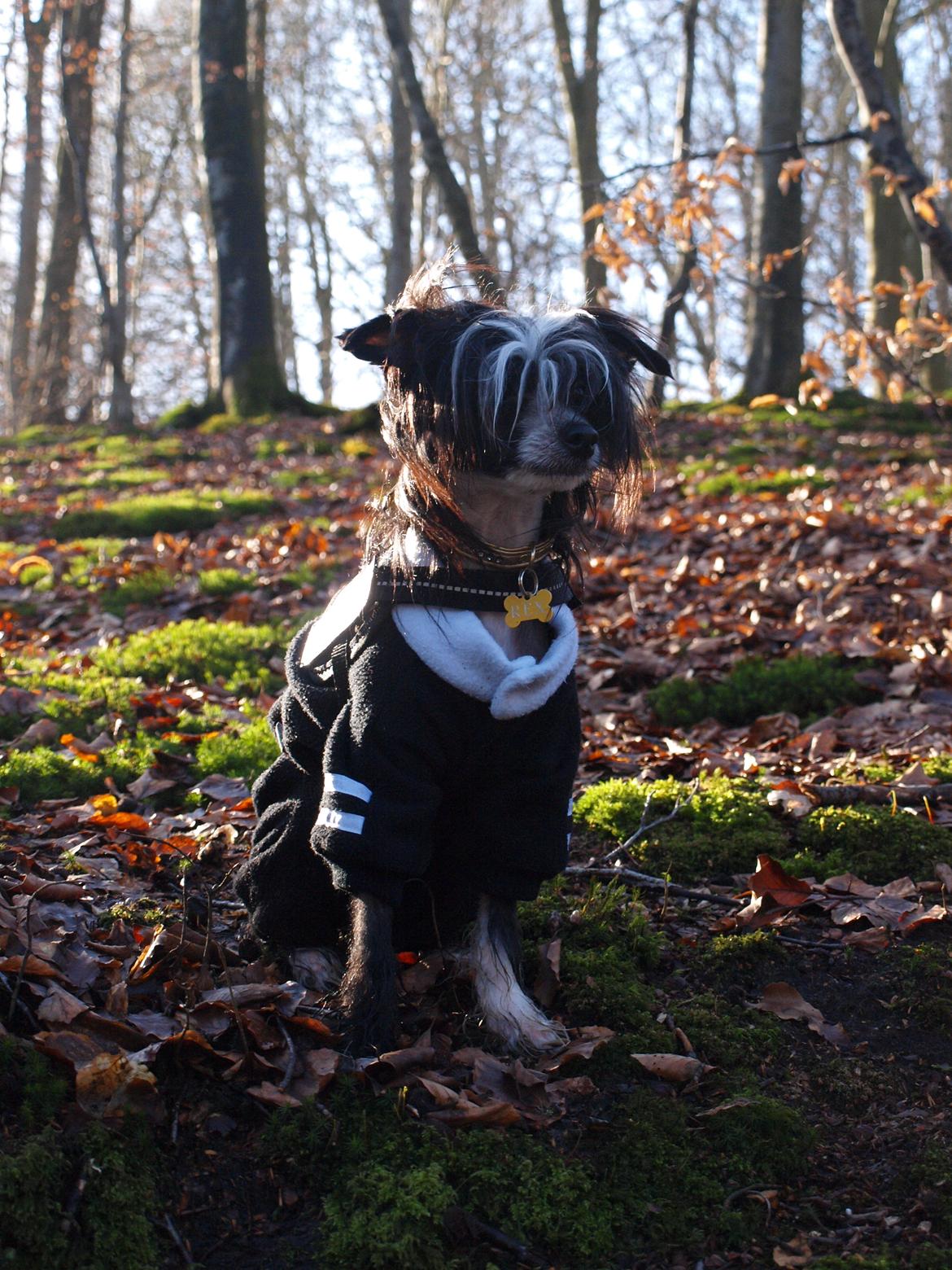 Chinese crested hårløs Misella´s Rex <3 billede 9