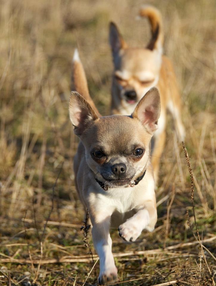 Chihuahua Elvis billede 9