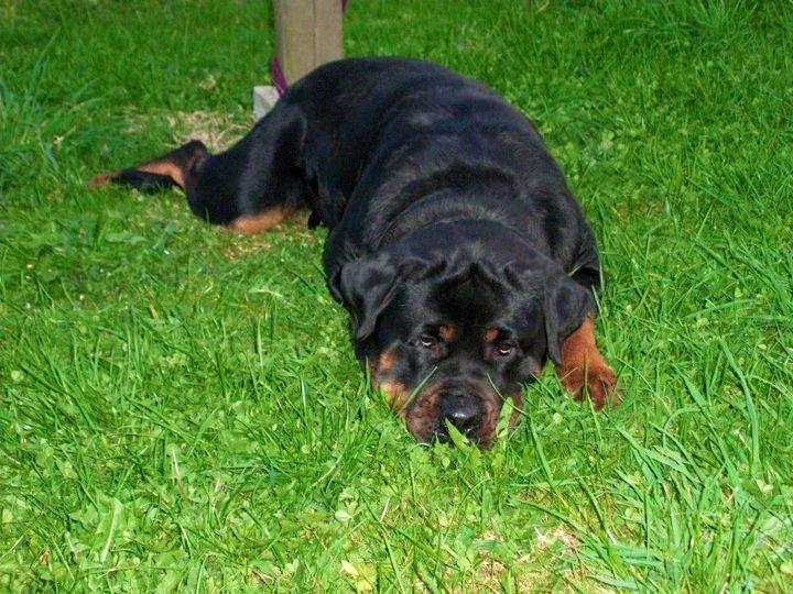 Rottweiler Berta - Er jeg ik sød billede 1