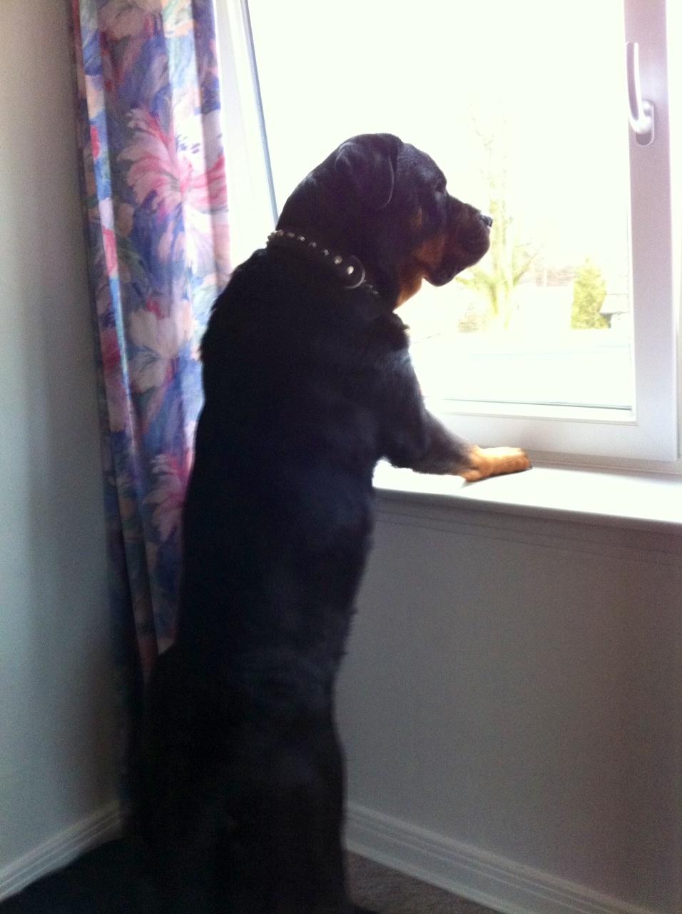 Rottweiler Berta - Hvem er det der kommer?? Jeg kigger lige. billede 2