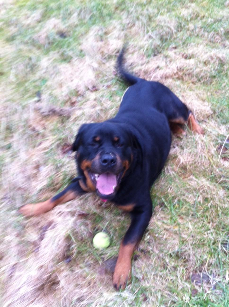 Rottweiler Berta billede 3