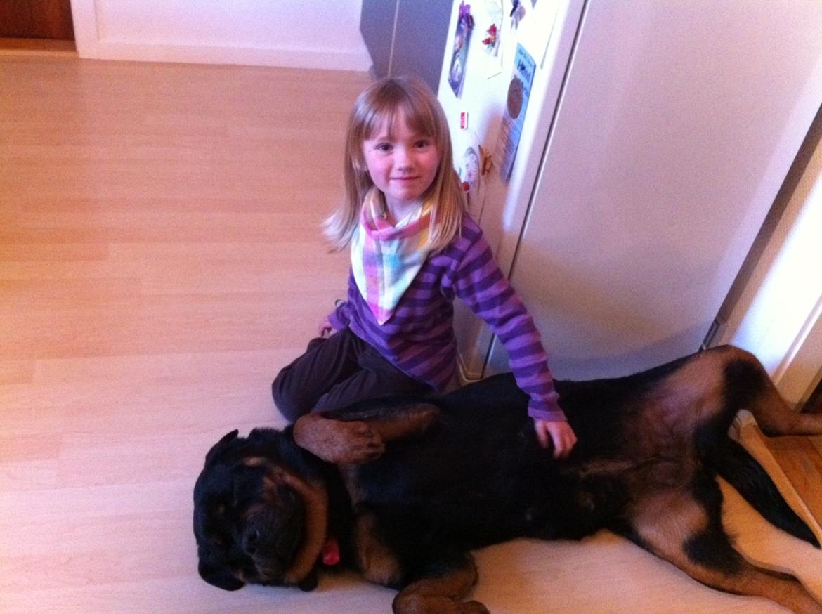 Rottweiler Berta - Klø mig billede 6