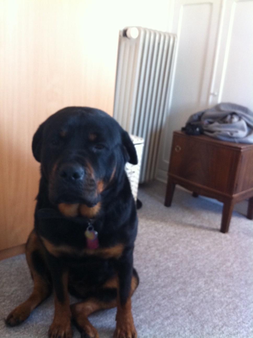 Rottweiler Berta - Lige vågnet billede 11