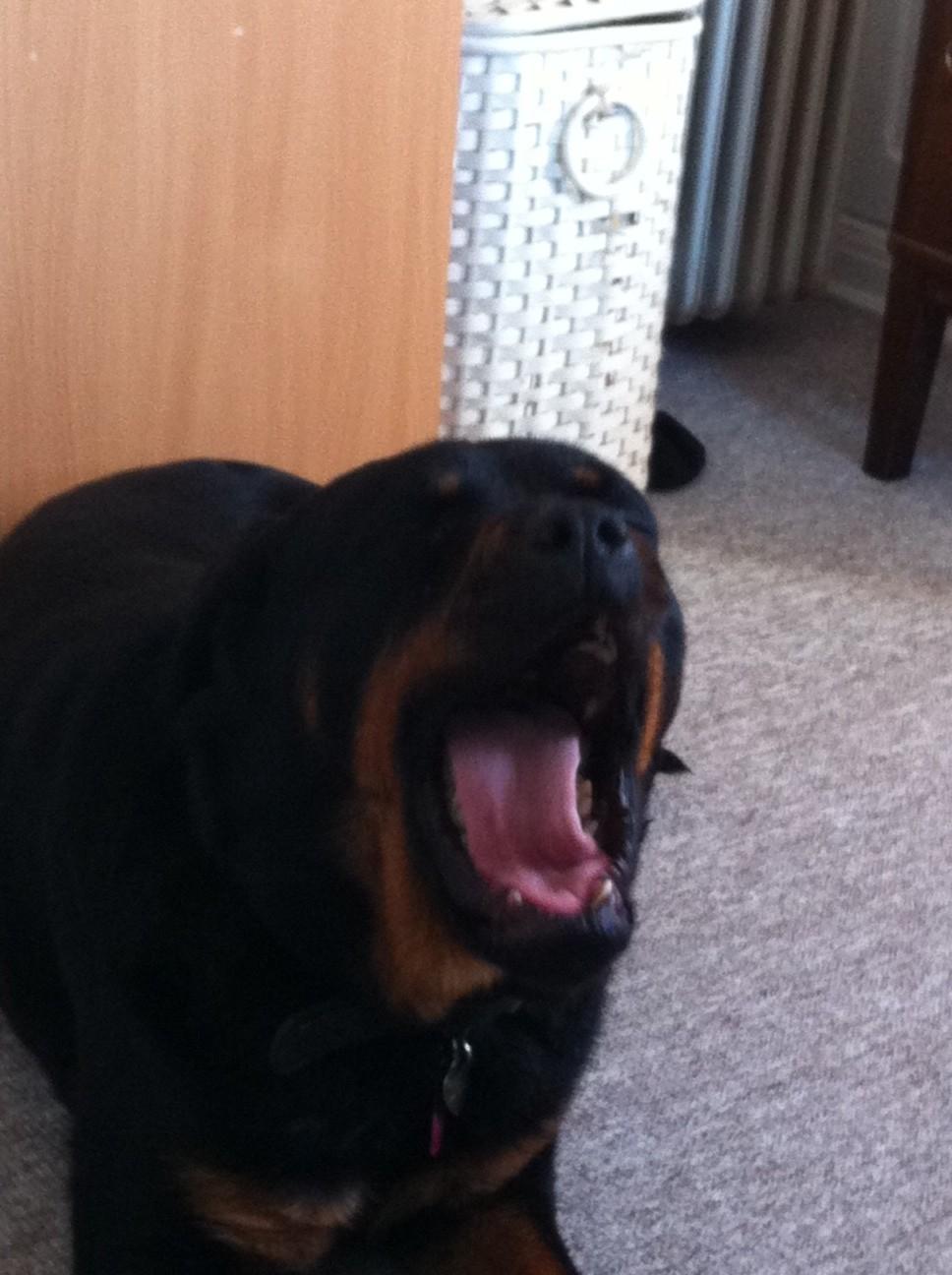 Rottweiler Berta - Gaab  billede 9