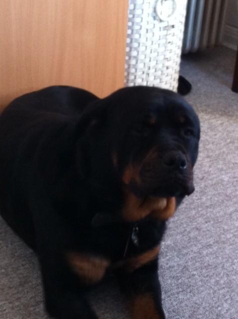 Rottweiler Berta billede 10