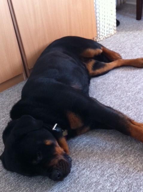 Rottweiler Berta - En snorkende hund billede 8