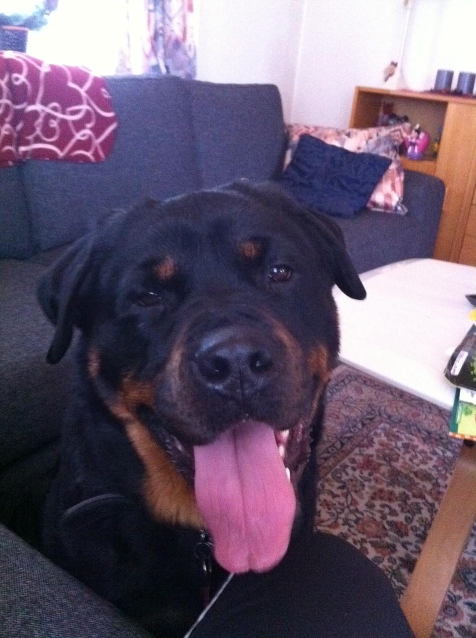 Rottweiler Berta billede 5