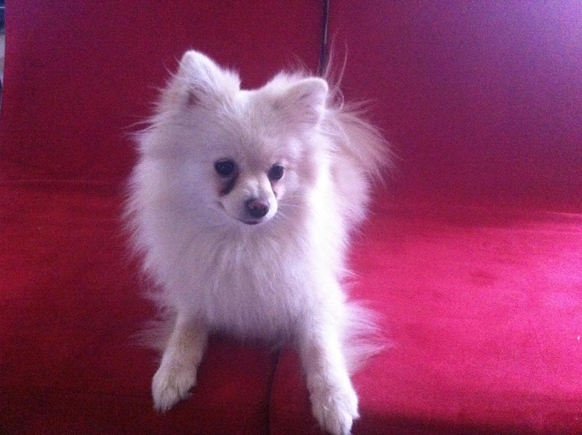 Pomeranian Saby:) (MIN) billede 2