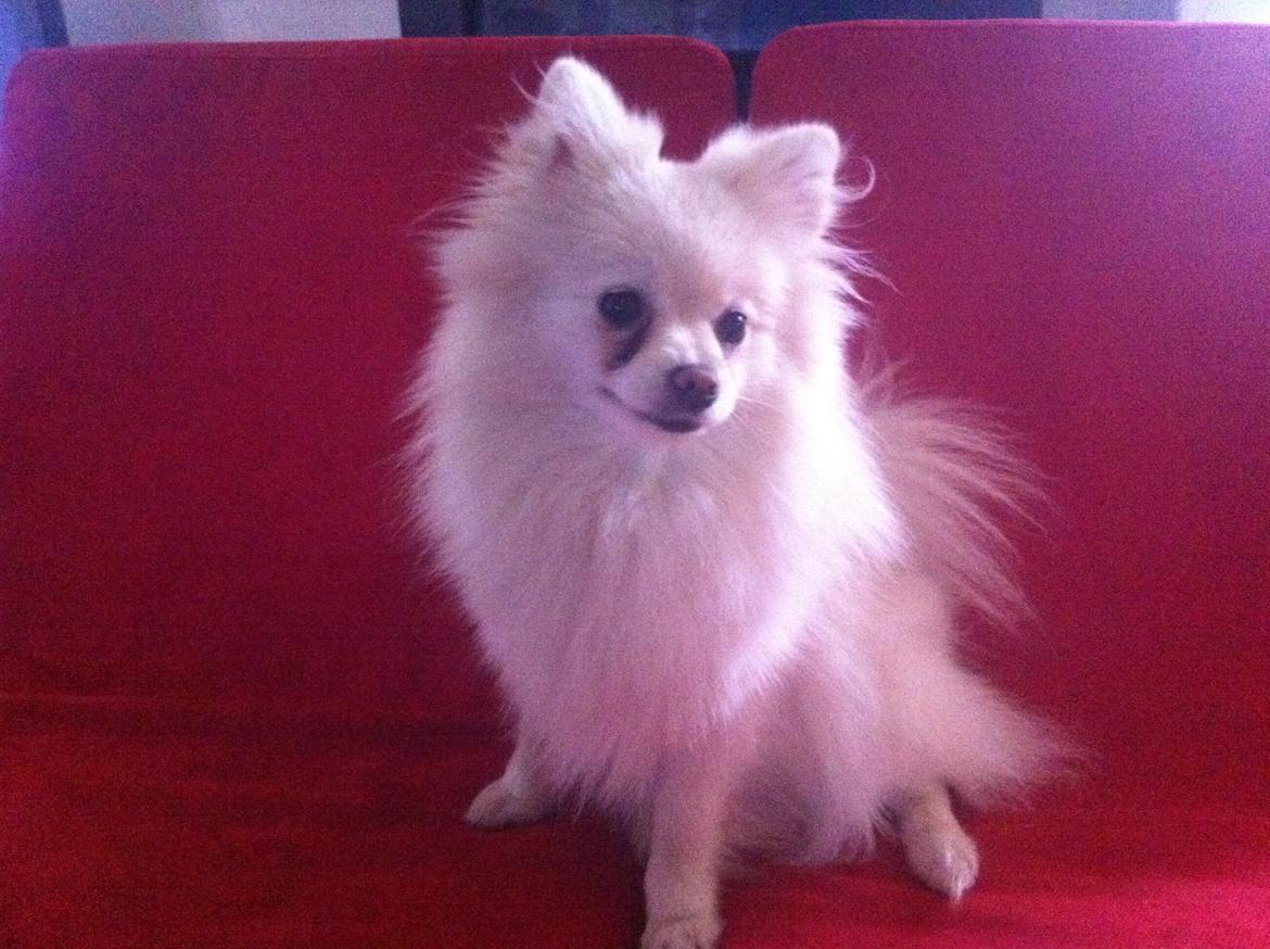 Pomeranian Saby:) (MIN) billede 1