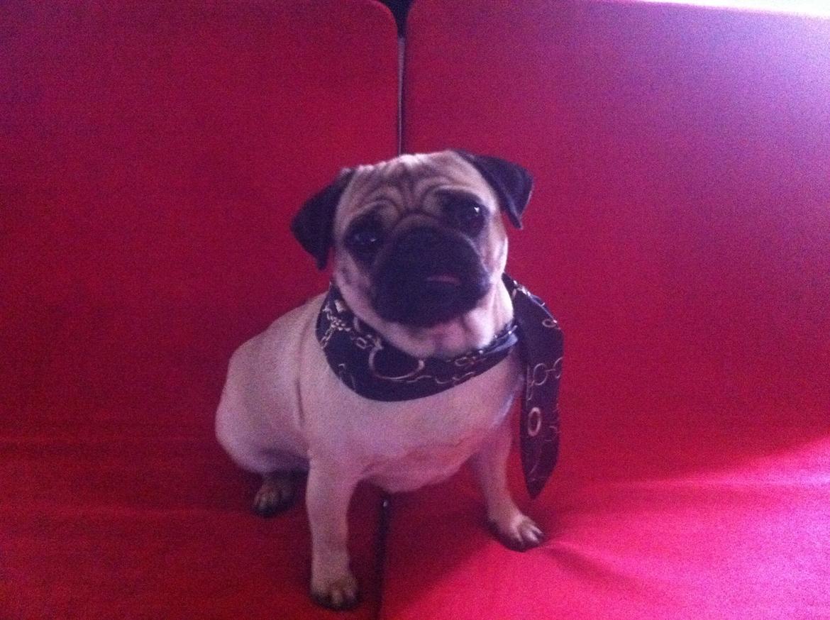 Mops Micha (MIN MORMOR'S) billede 1
