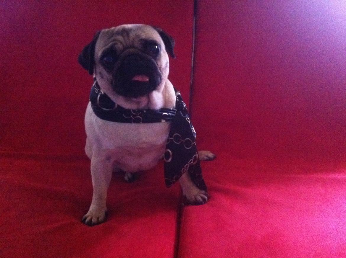 Mops Micha (MIN MORMOR'S) billede 2