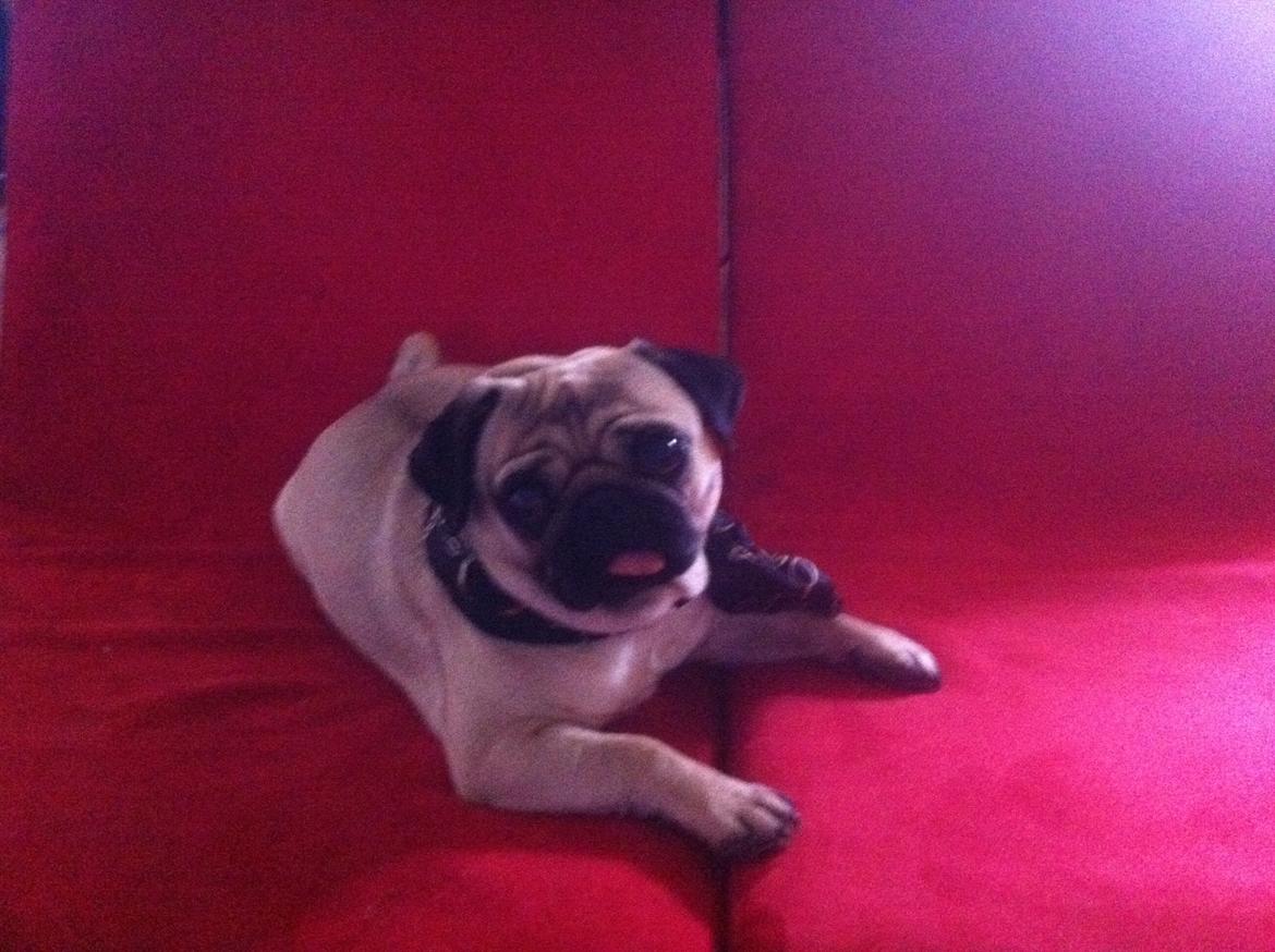 Mops Micha (MIN MORMOR'S) billede 3